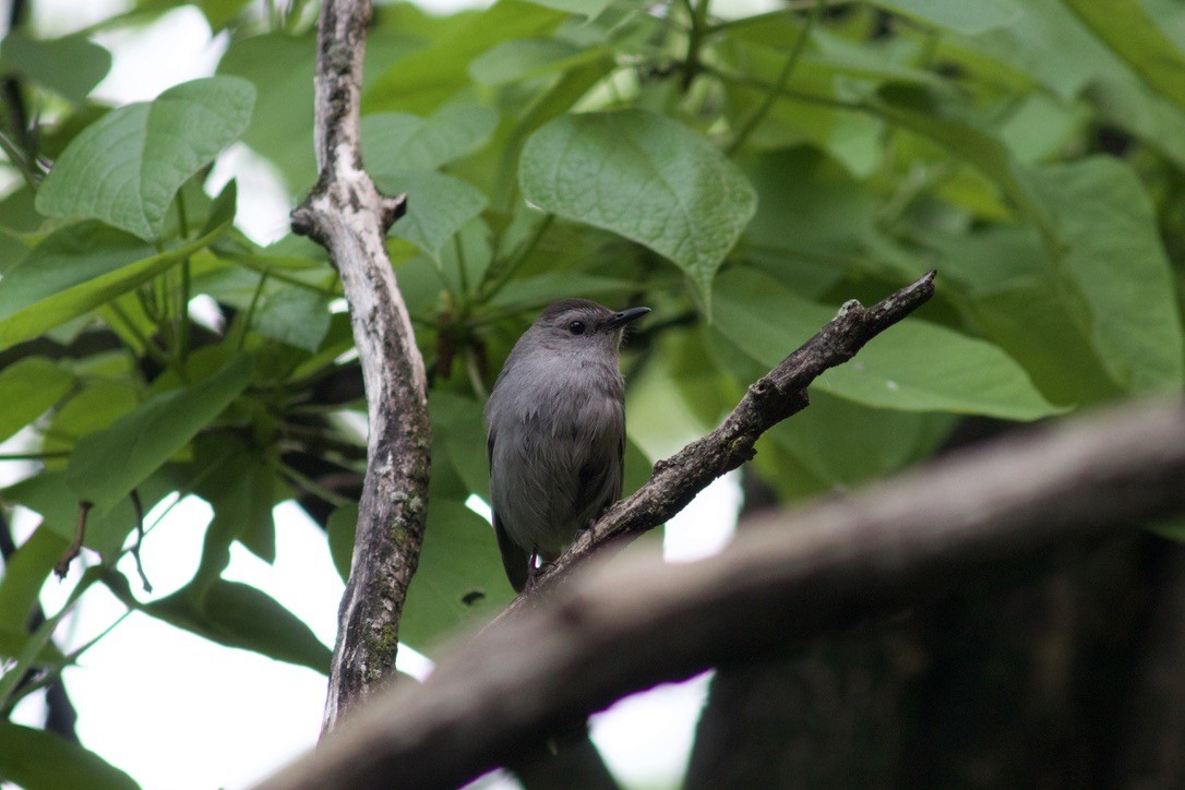 Gray Catbird - Sarah R