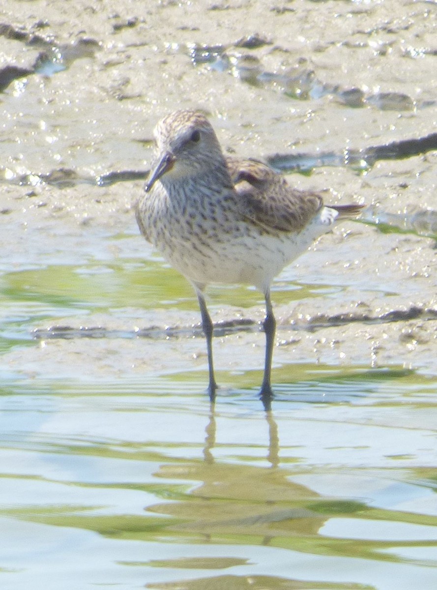 Semipalmated Sandpiper - Jim Mott