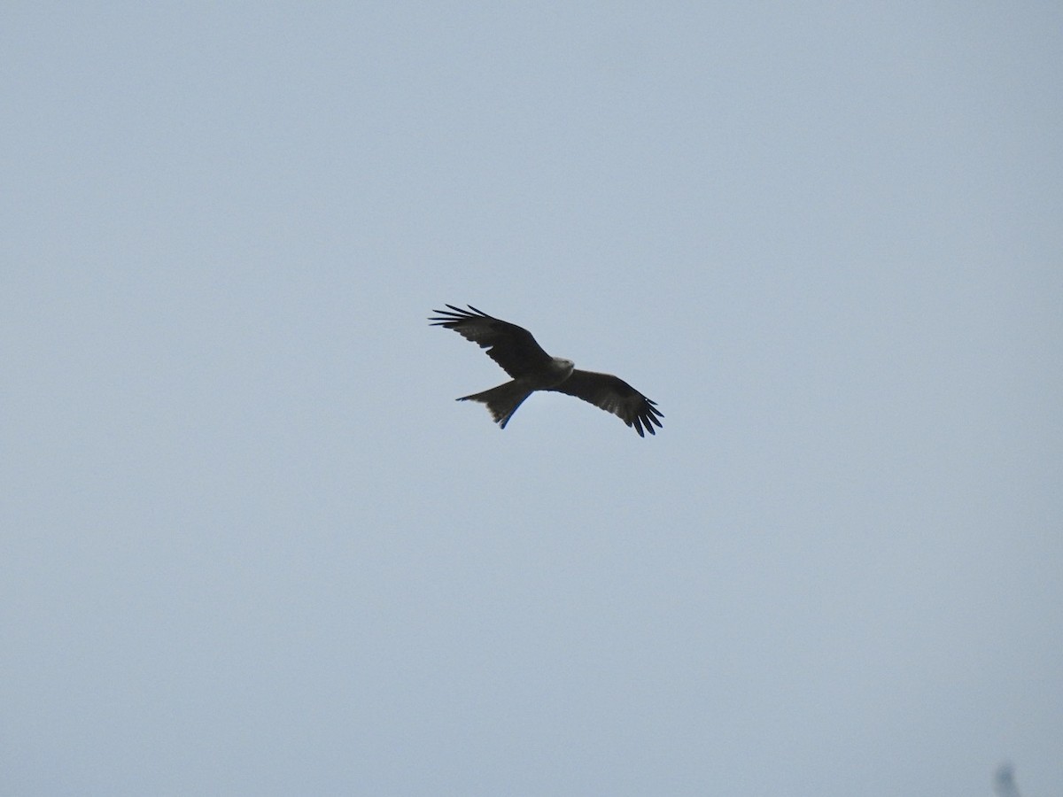 Red Kite (Red) - Stephen Bailey