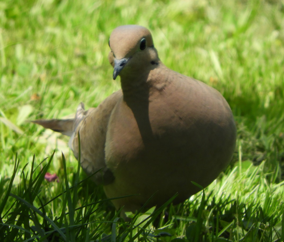 Mourning Dove - JaniceAndKeith Moreau