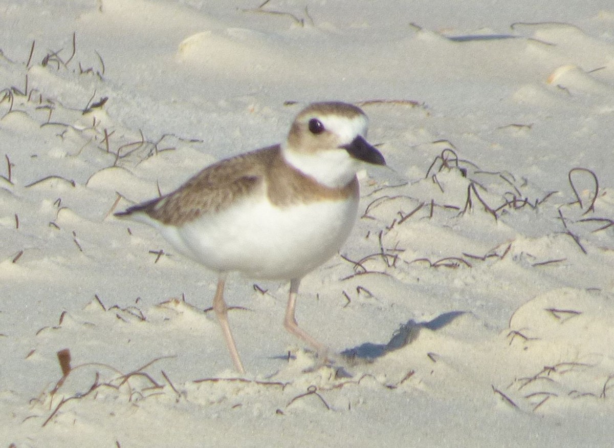 Wilson's Plover - ML619140944