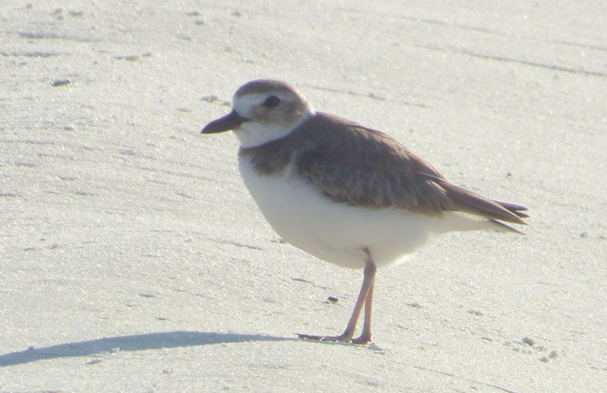 Wilson's Plover - Jim Mott