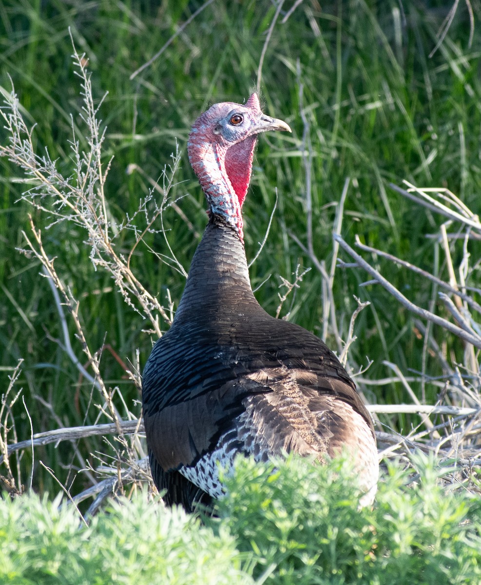 Wild Turkey - ML619140951