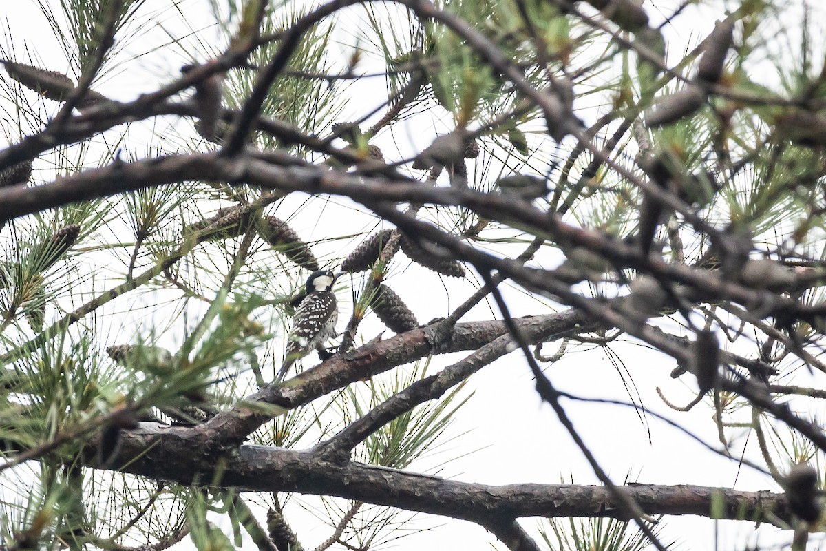 Red-cockaded Woodpecker - Kalder Korte