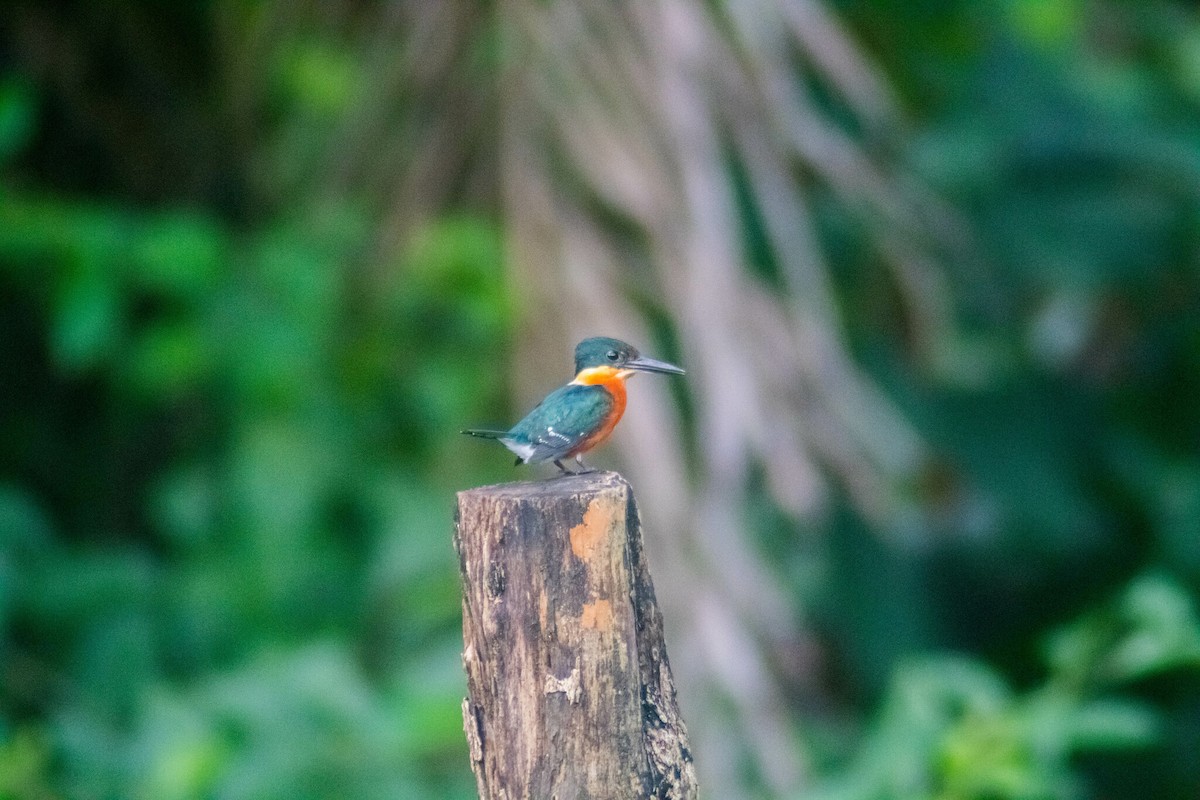 American Pygmy Kingfisher - Manuel de Jesus Hernandez Ancheita