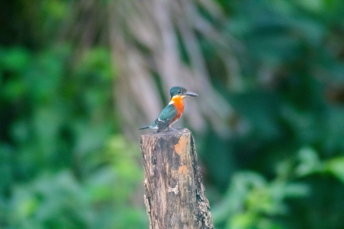 American Pygmy Kingfisher - Manuel de Jesus Hernandez Ancheita