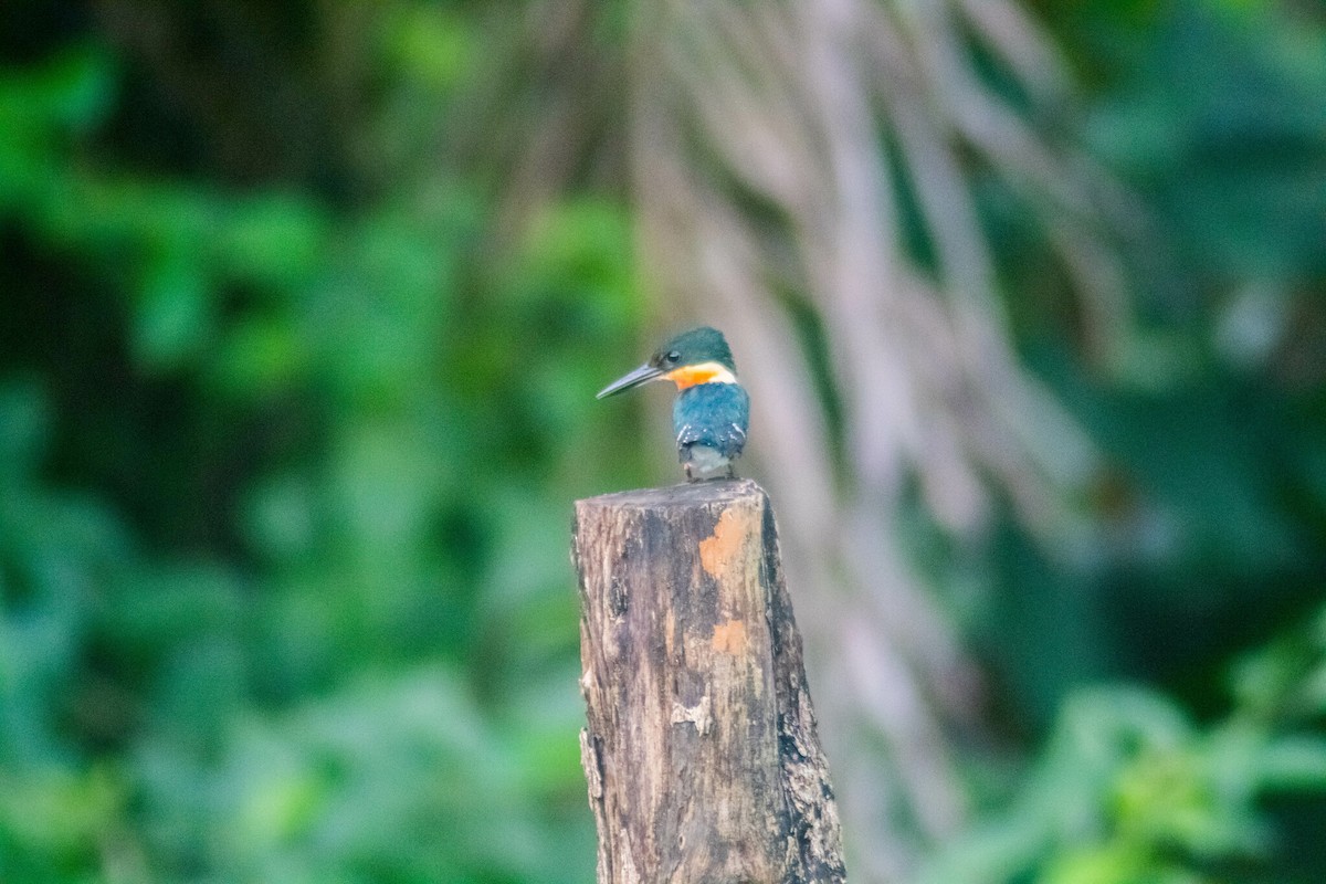 American Pygmy Kingfisher - Manuel de Jesus Hernandez Ancheita