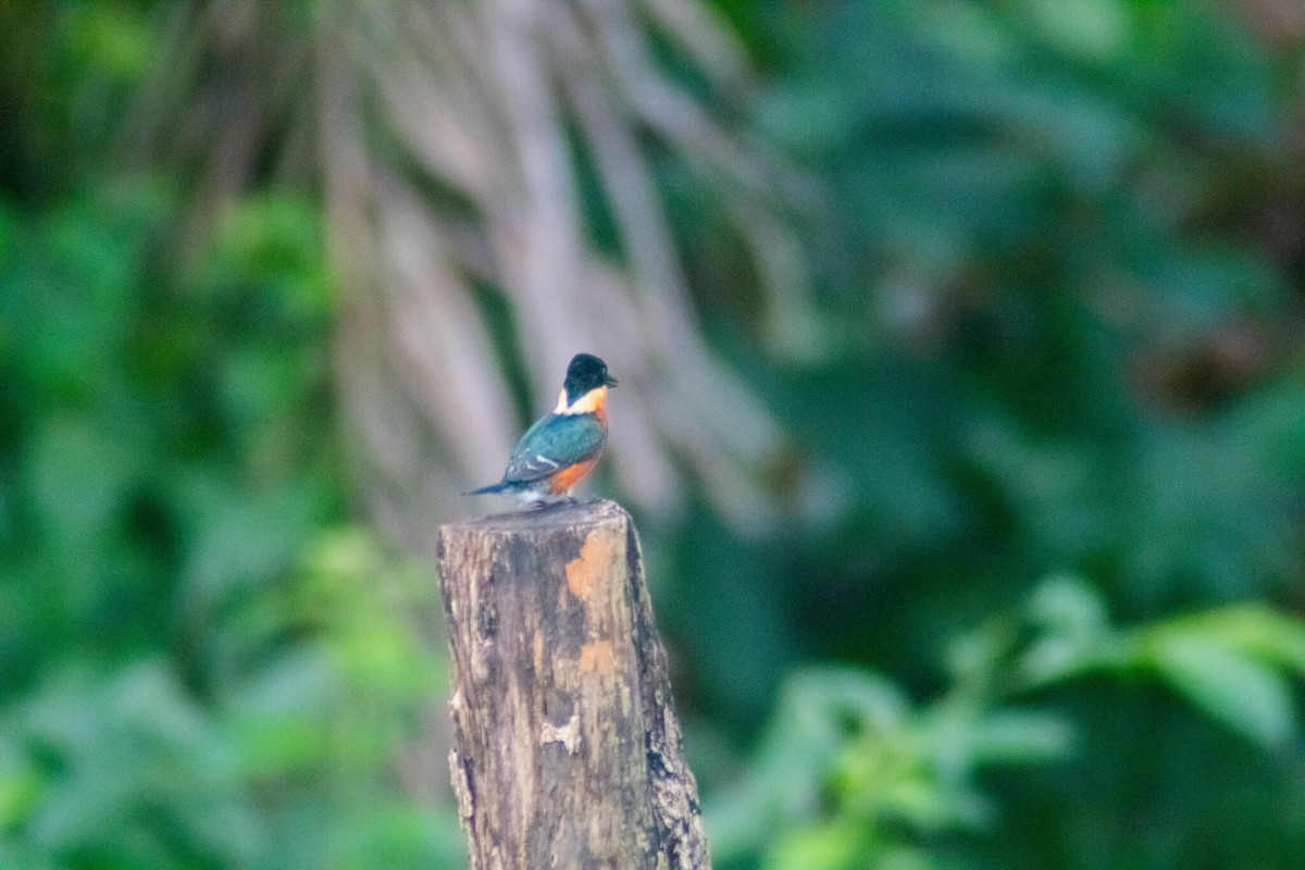 American Pygmy Kingfisher - Manuel de Jesus Hernandez Ancheita