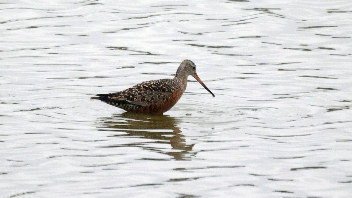 Hudsonian Godwit - Curtis McCamy