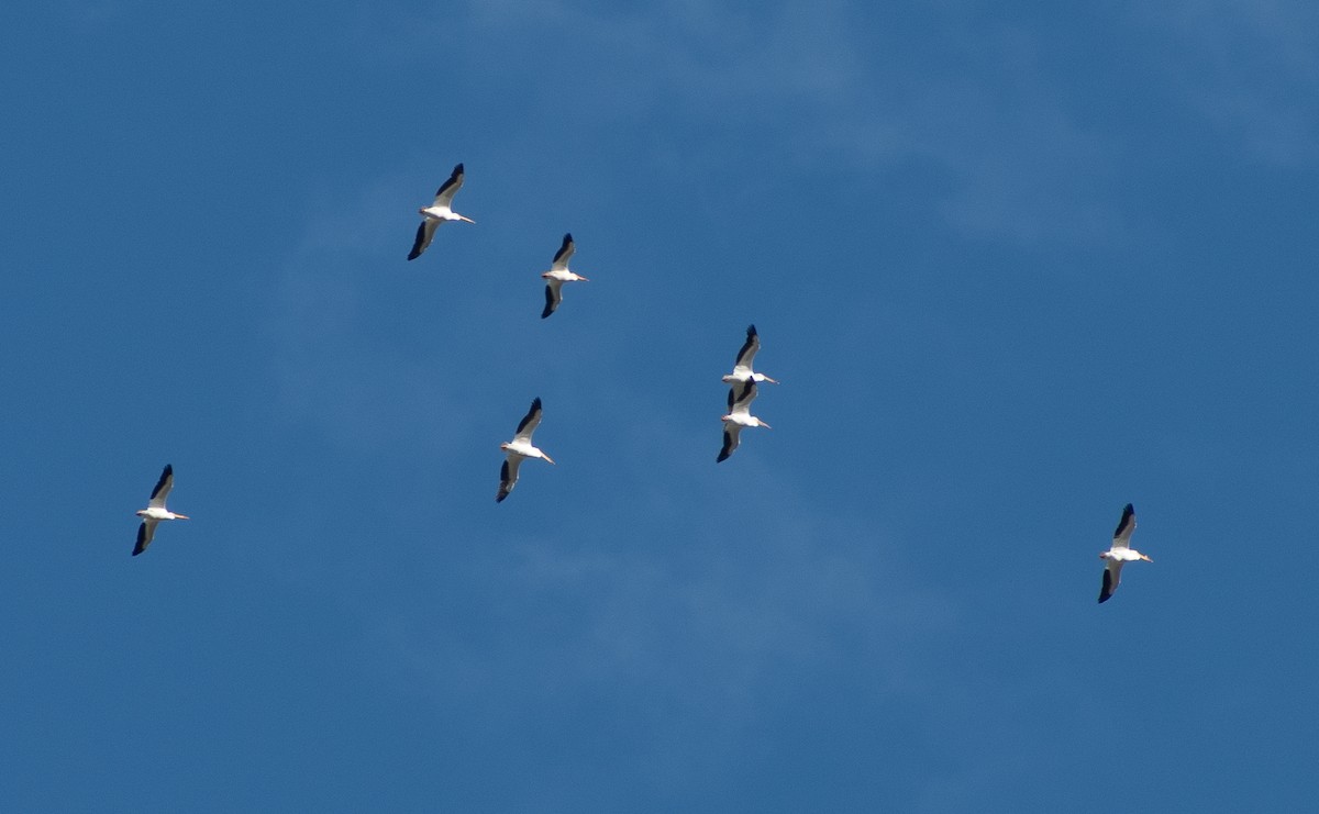 American White Pelican - ML619140977