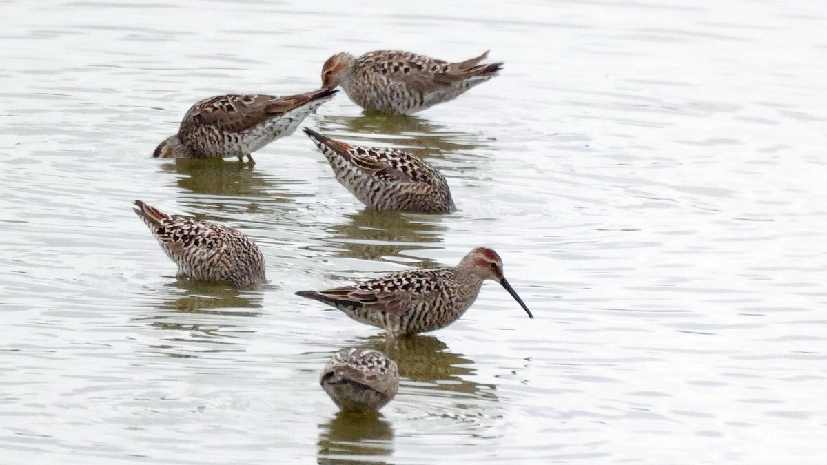 Stilt Sandpiper - Curtis McCamy