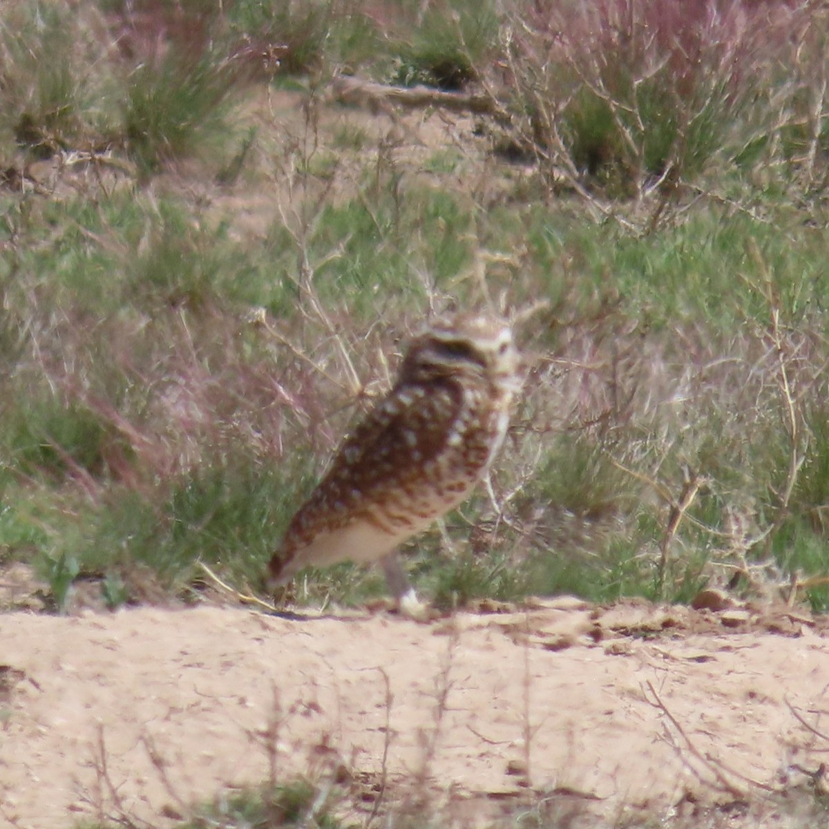 Burrowing Owl - ML619140988