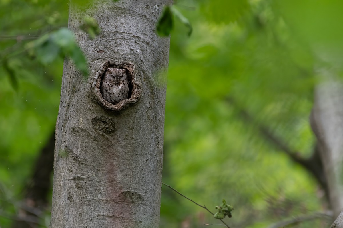 Eastern Screech-Owl (Northern) - Matthew Bell