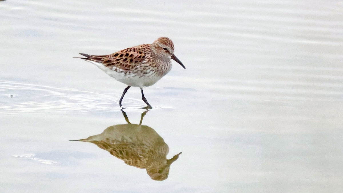 White-rumped Sandpiper - Curtis McCamy