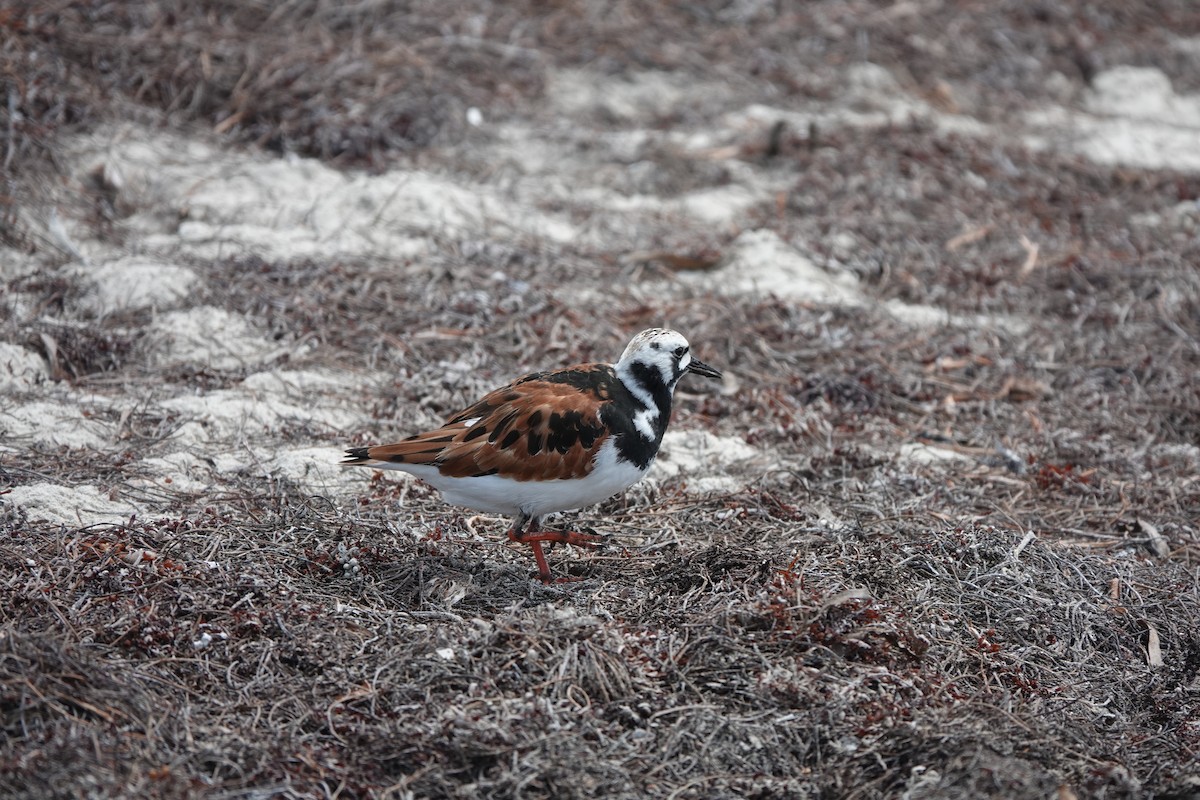 Ruddy Turnstone - ML619141012