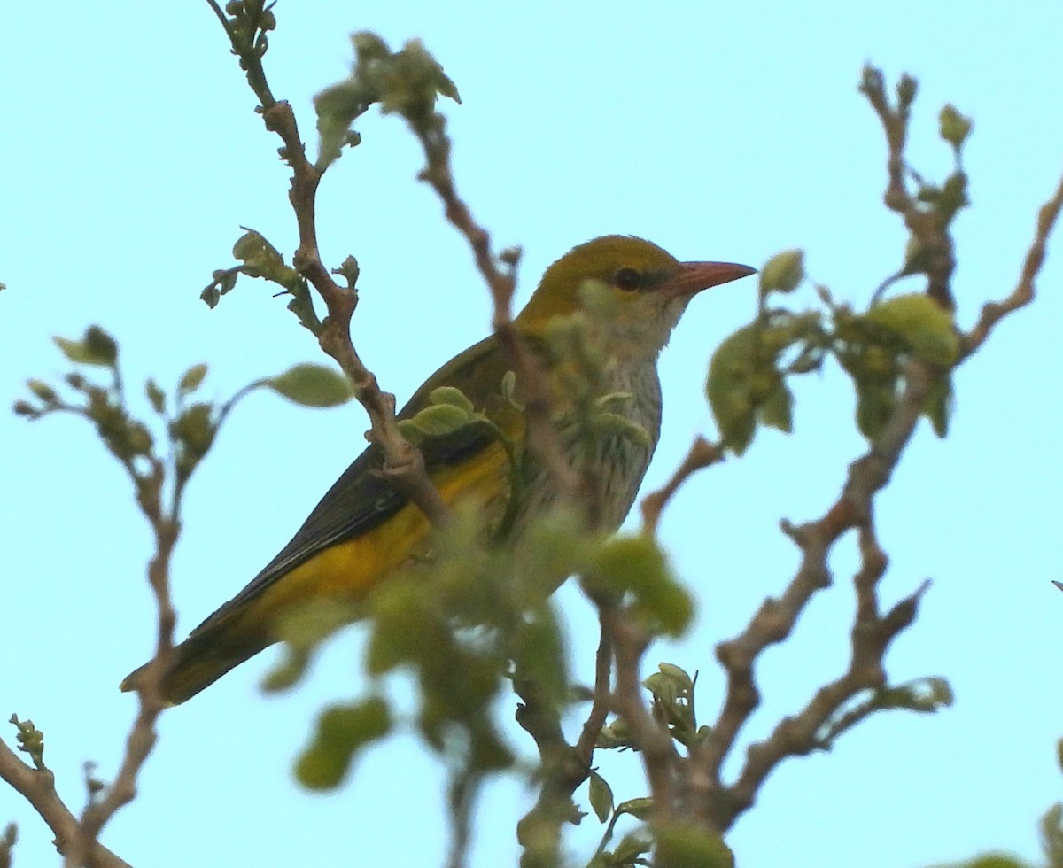 Eurasian Golden Oriole - ML619141015