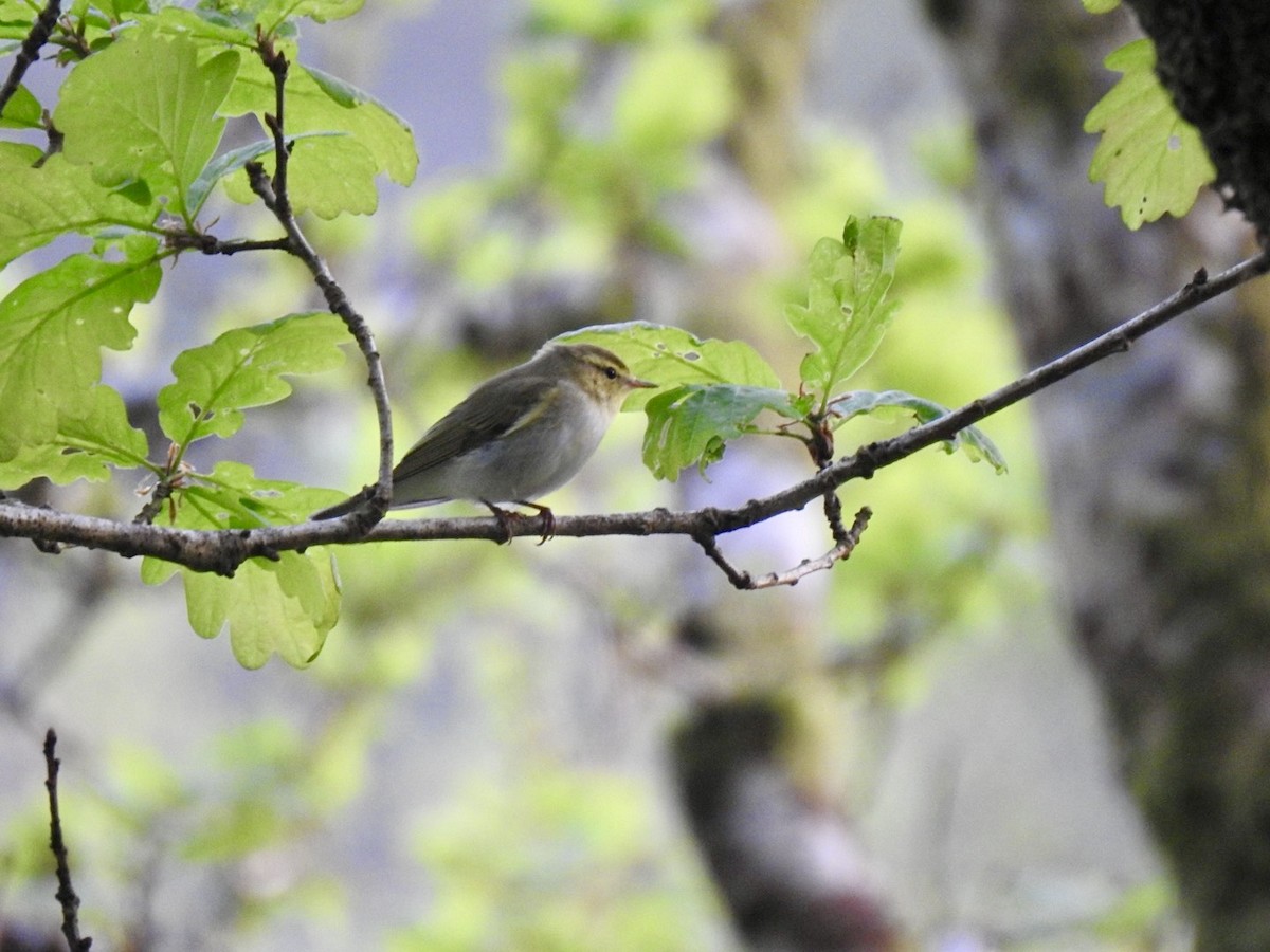 Wood Warbler - Stephen Bailey