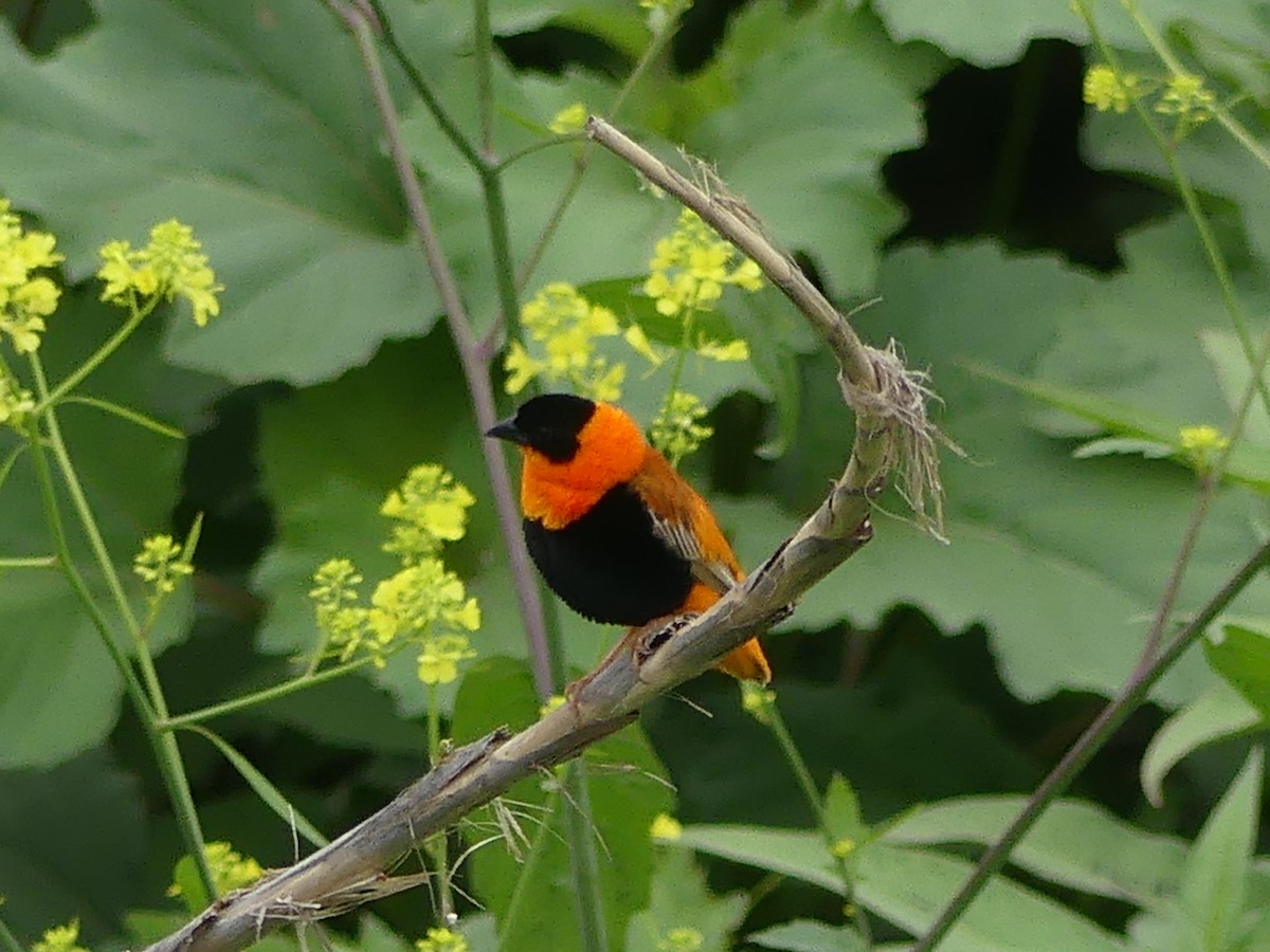 Northern Red Bishop - ML619141095