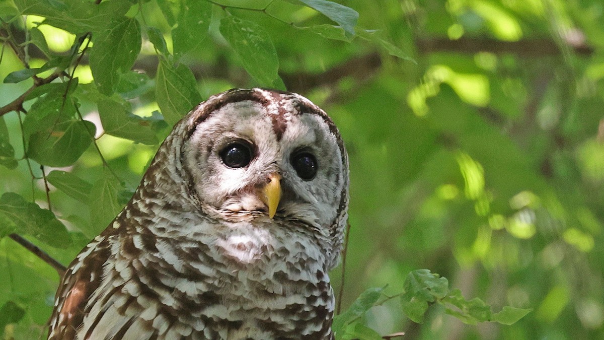 Barred Owl - ML619141105