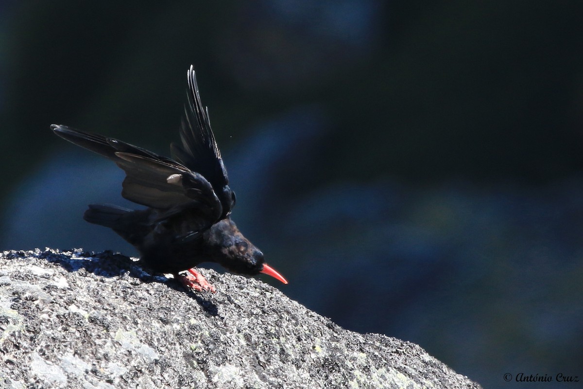 Red-billed Chough - ML61914111