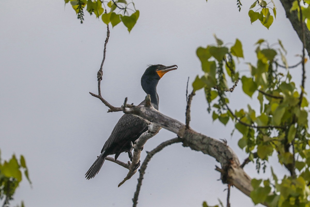 Double-crested Cormorant - MELISSA  SOVAY