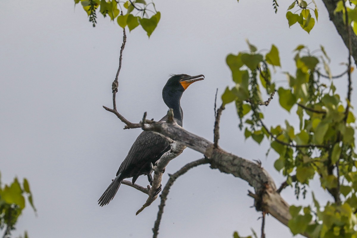 Double-crested Cormorant - ML619141123