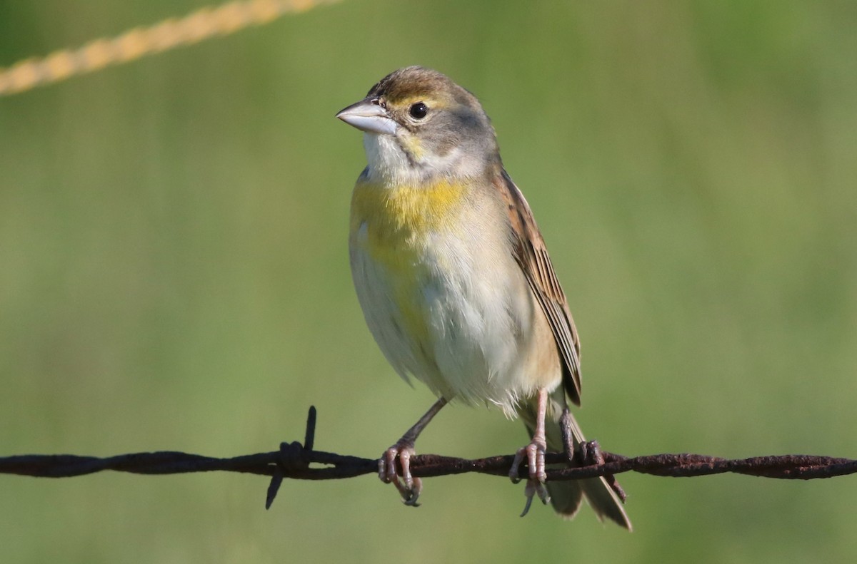 Dickcissel - ML619141134