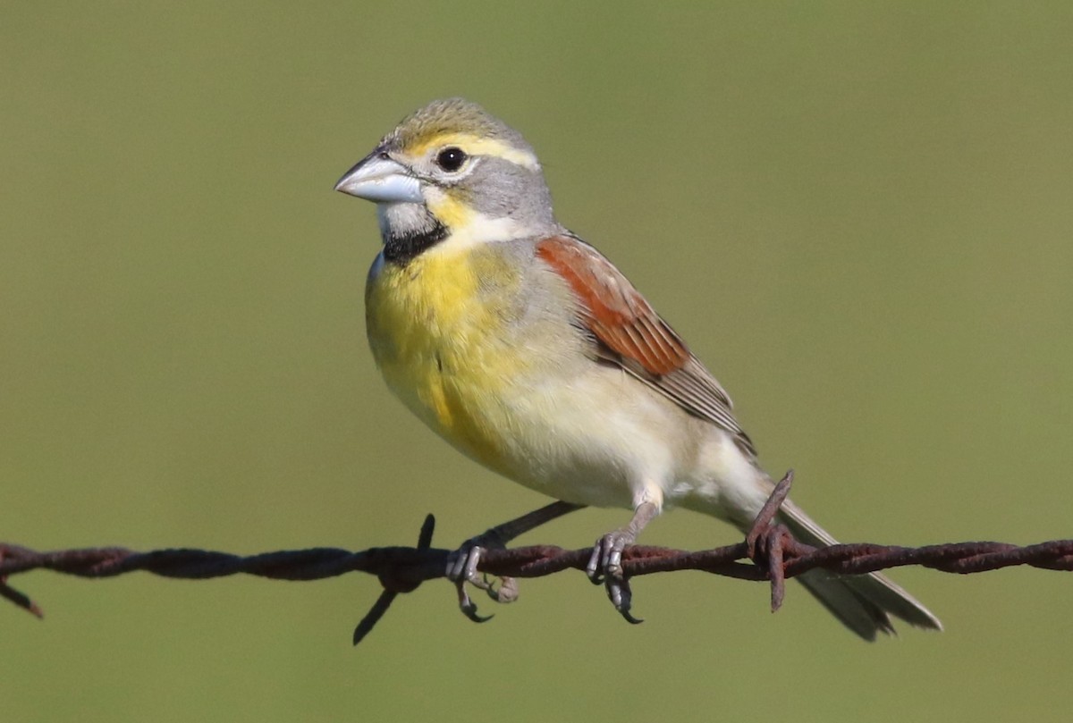 Dickcissel - Dennis Oehmke