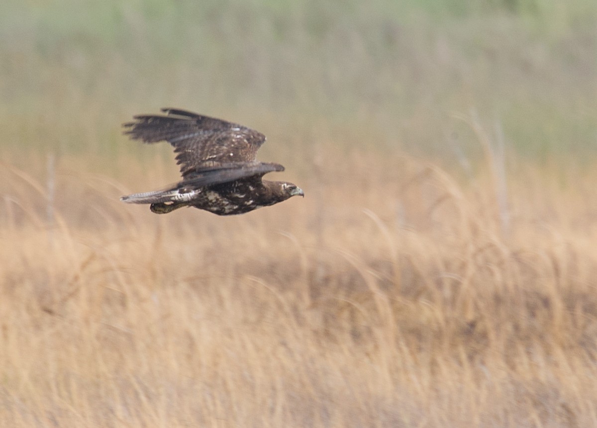White-tailed Hawk - Larry Wielgot