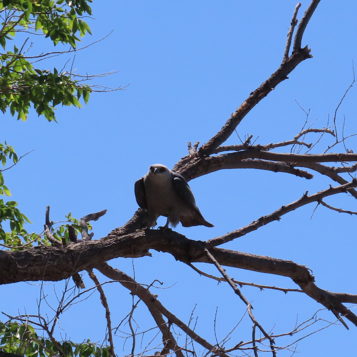 Mississippi Kite - ML619141160