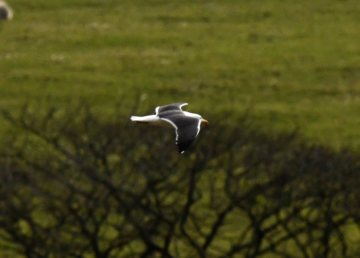 Lesser Black-backed Gull - A Emmerson