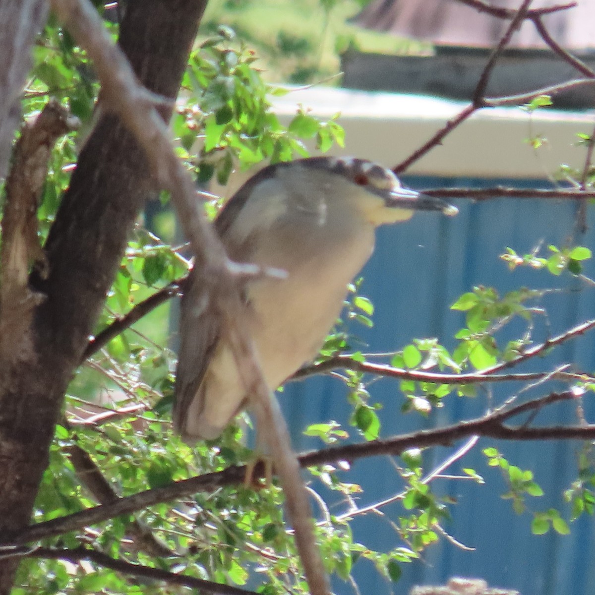 Black-crowned Night Heron - ML619141185