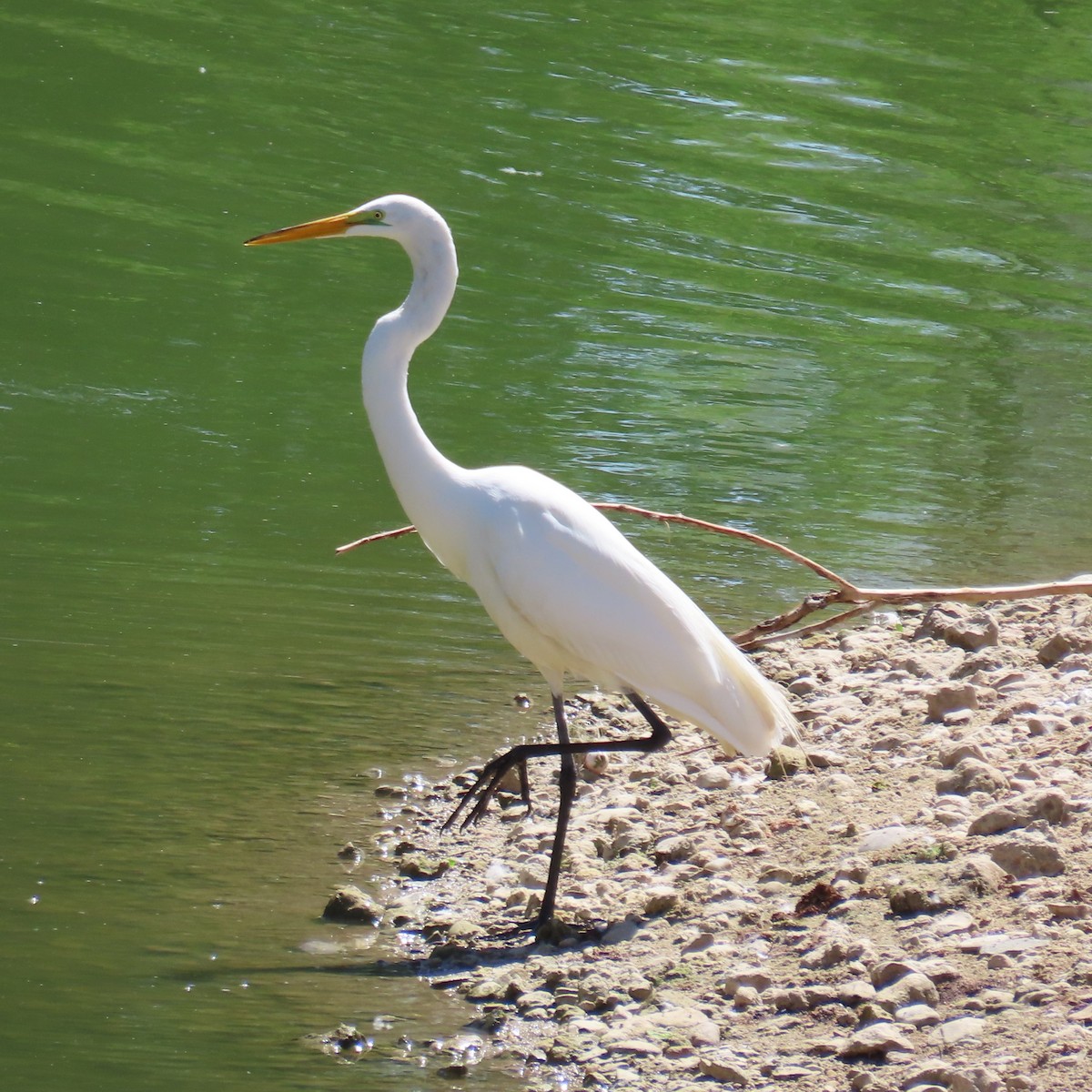 Great Egret - ML619141195