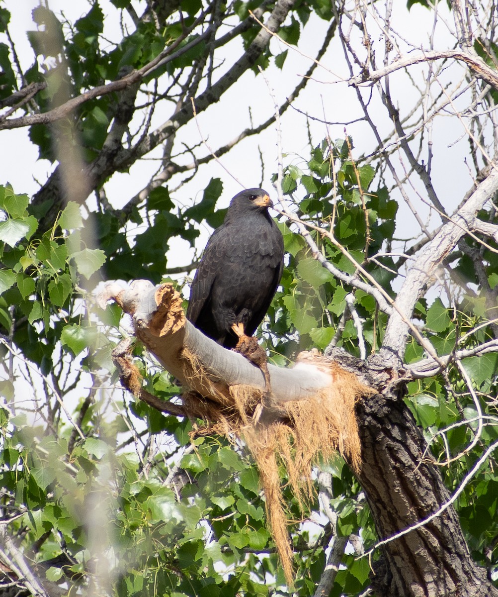 Common Black Hawk - Lynda Elkin