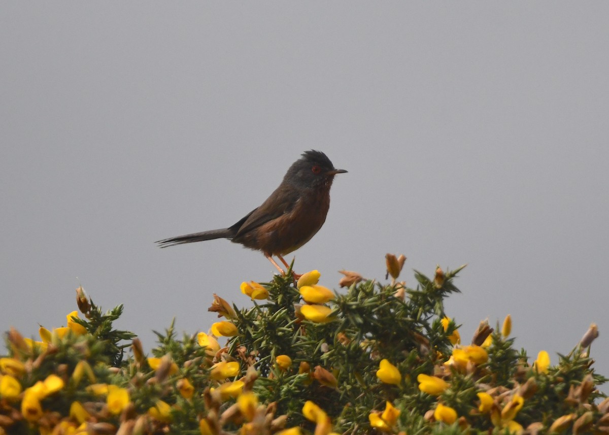 Dartford Warbler - Gabriel Jamie