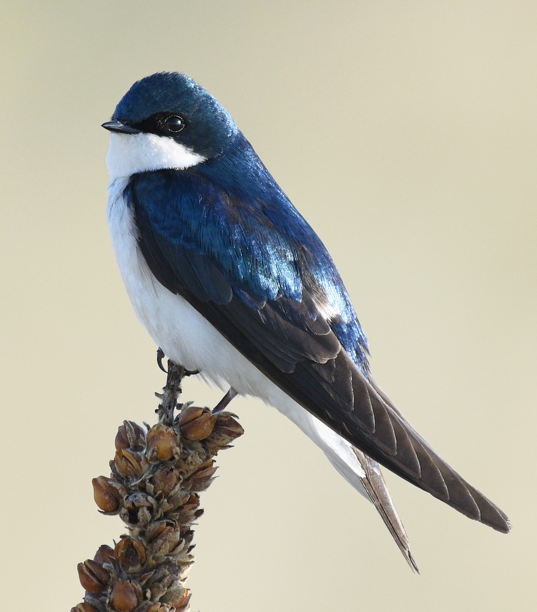 Tree Swallow - Steven Mlodinow