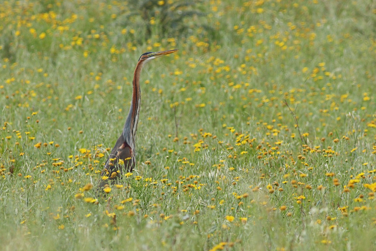 Purple Heron - ML619141240