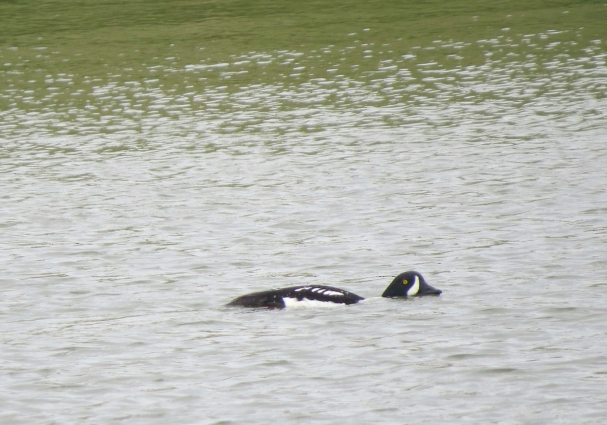 Barrow's Goldeneye - ML619141242