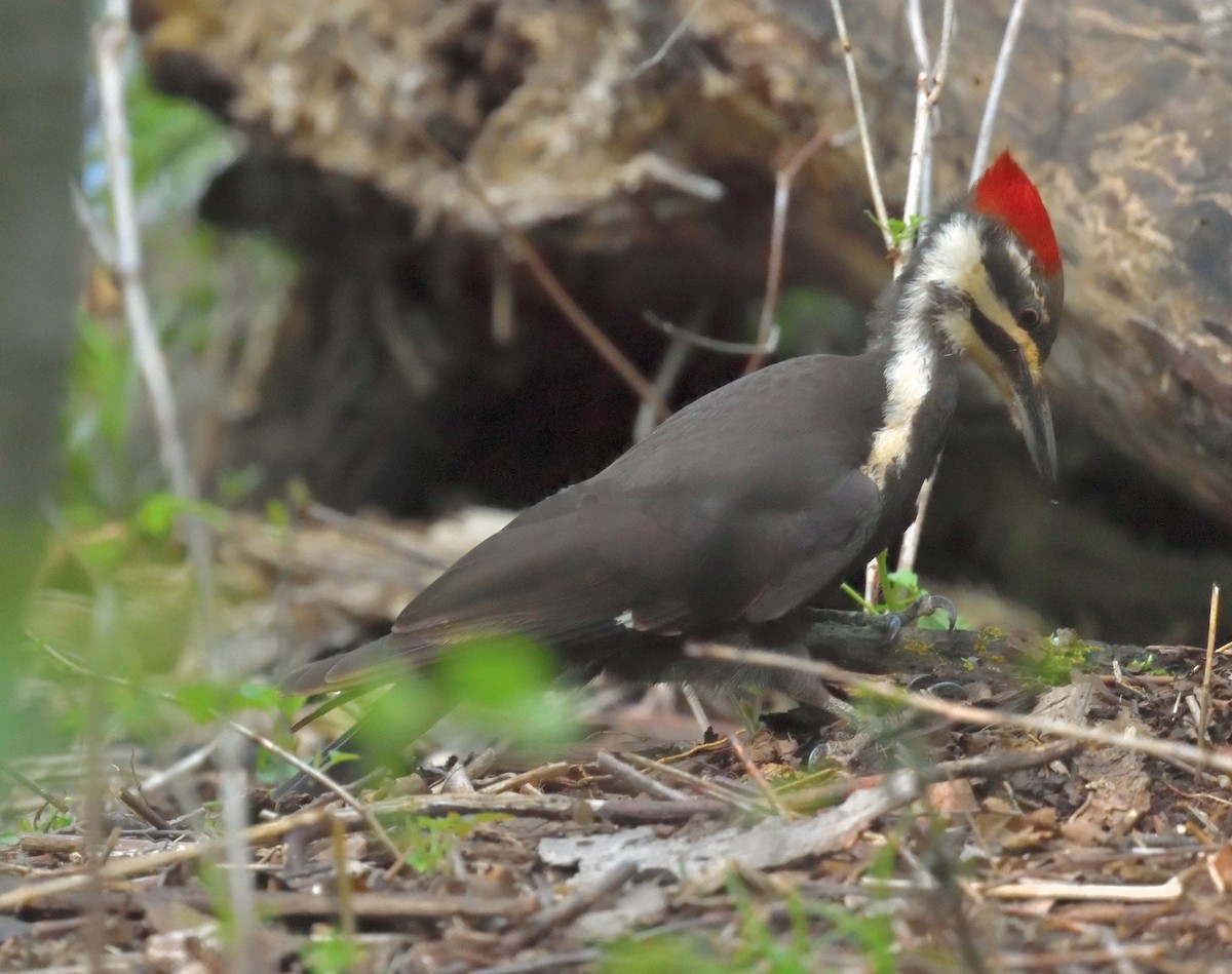 Pileated Woodpecker - FELIX-MARIE AFFA'A