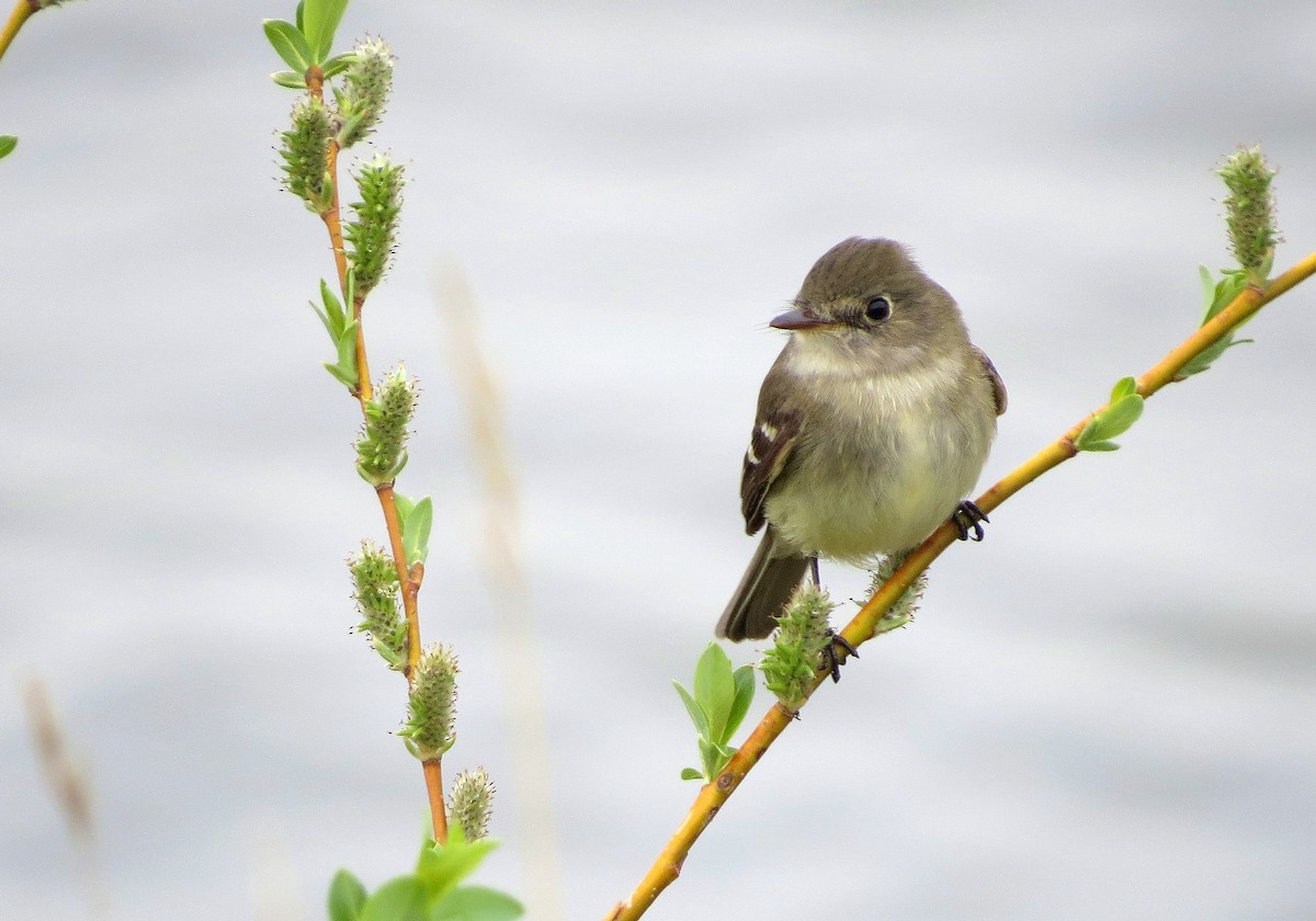 Least Flycatcher - ML619141253