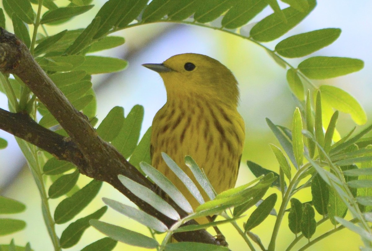 Yellow Warbler - Dave Klema