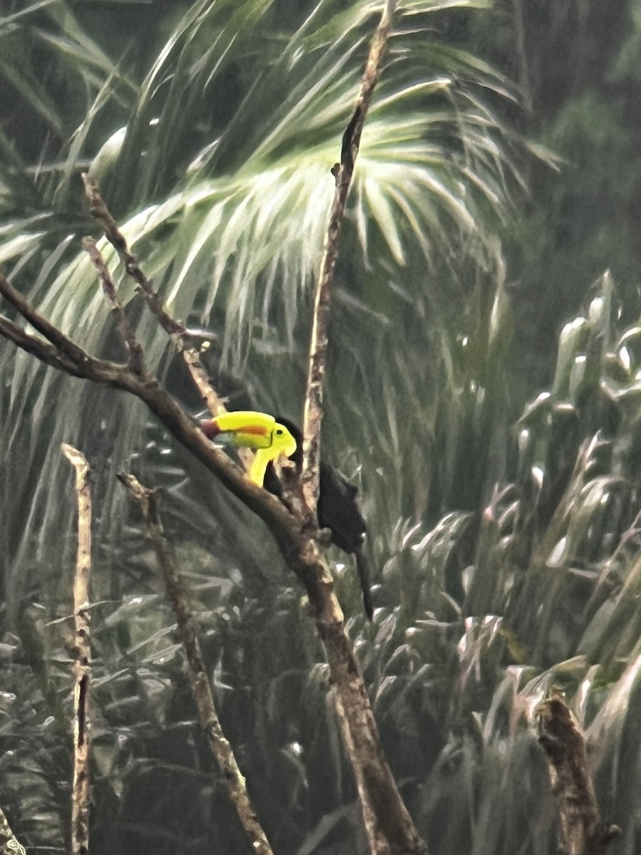 Keel-billed Toucan - ML619141258