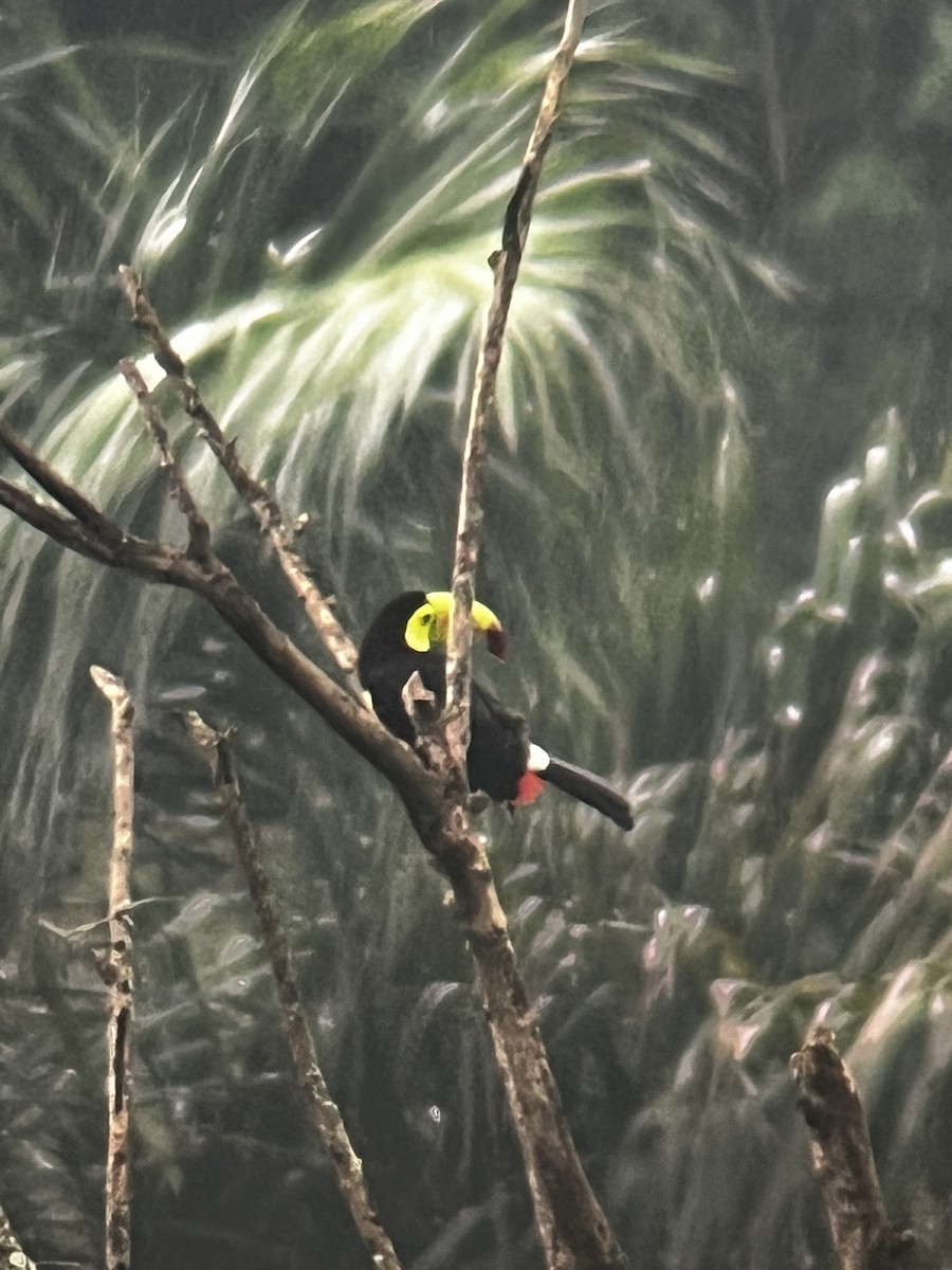 Keel-billed Toucan - Jonathan Galownia