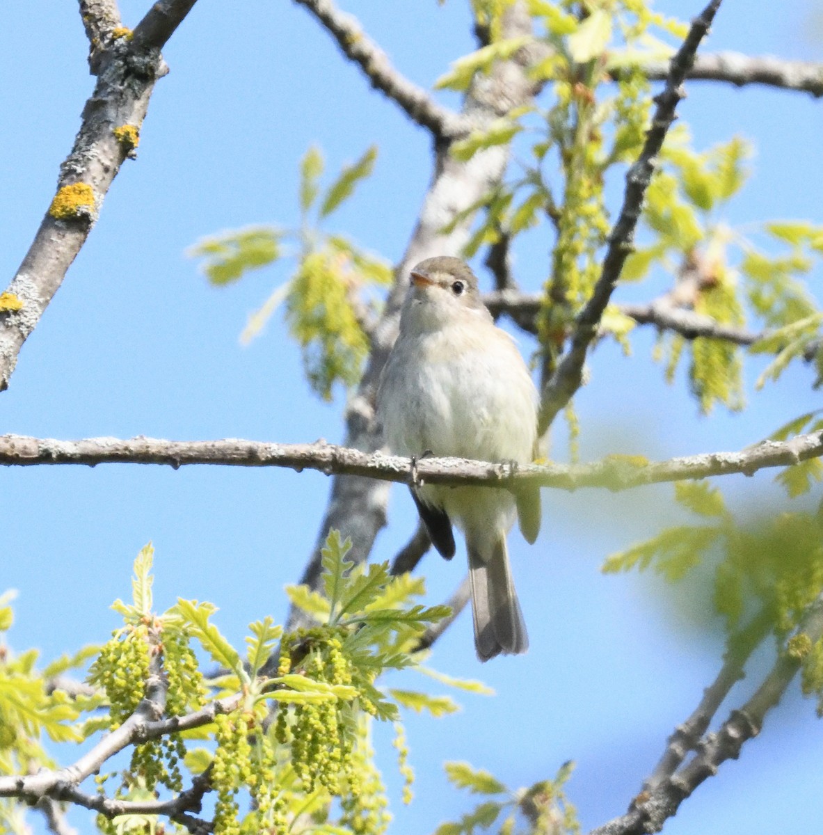 Least Flycatcher - ML619141298