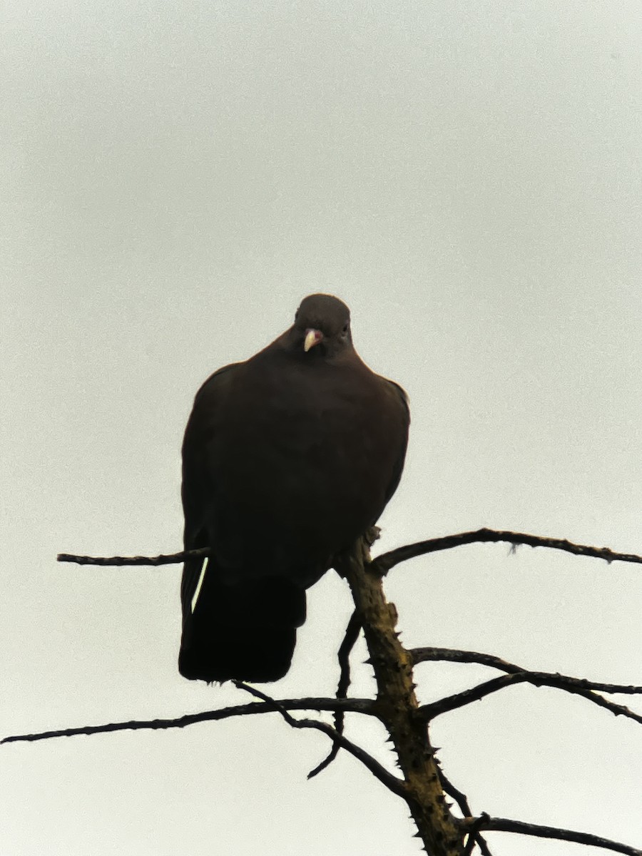 Red-billed Pigeon - Jonathan Galownia