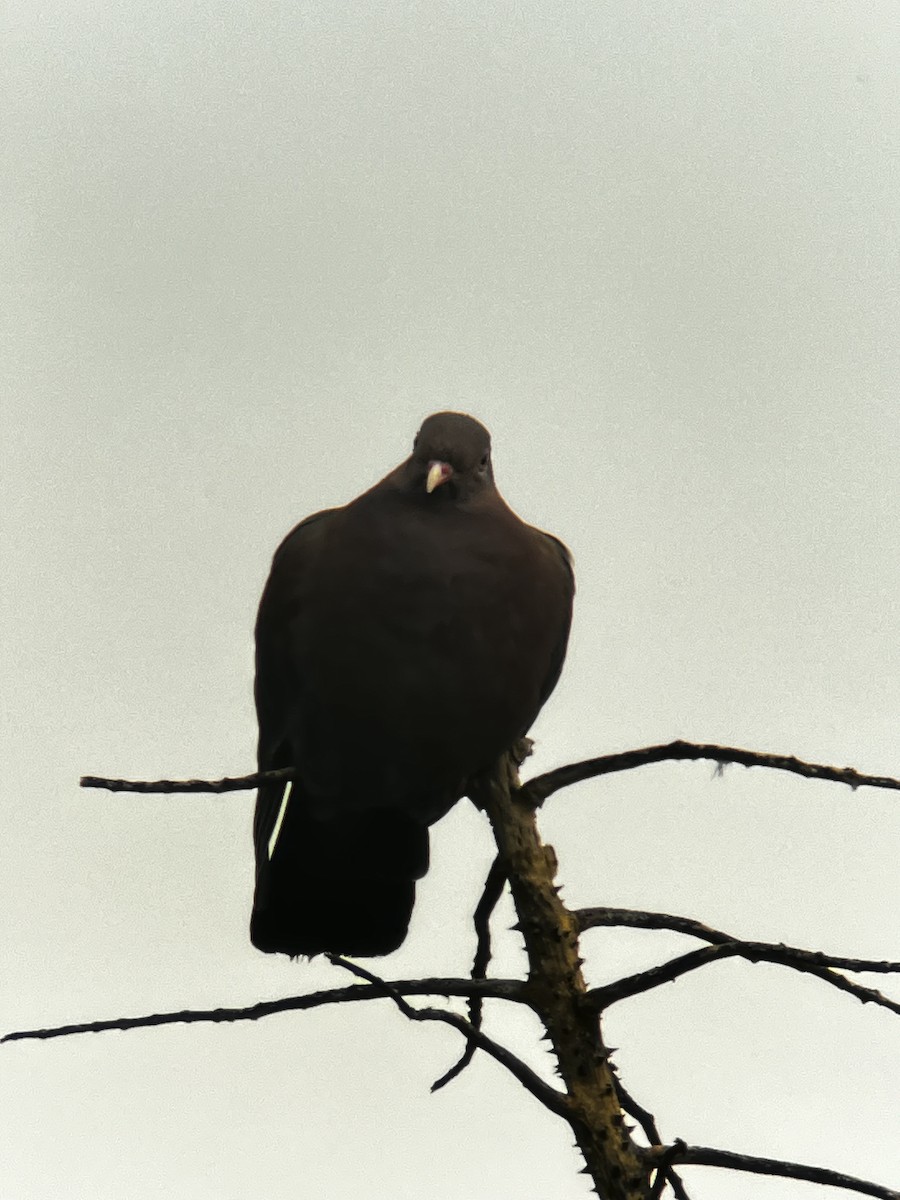 Red-billed Pigeon - ML619141303