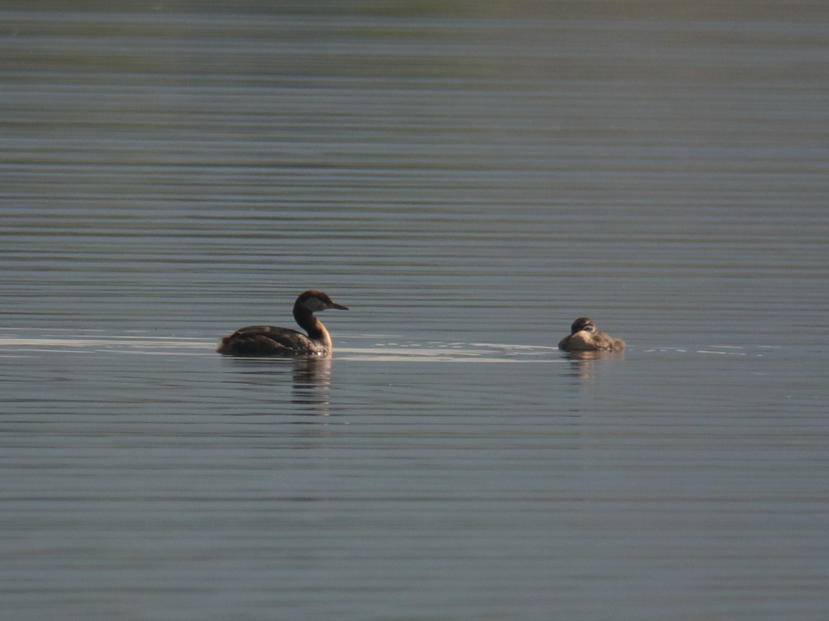 Red-necked Grebe - ML619141310