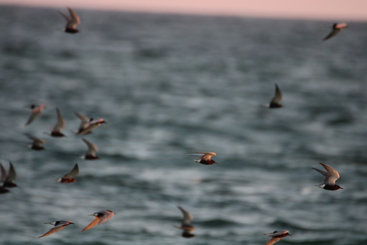 Black Tern - Ryan Giordanelli