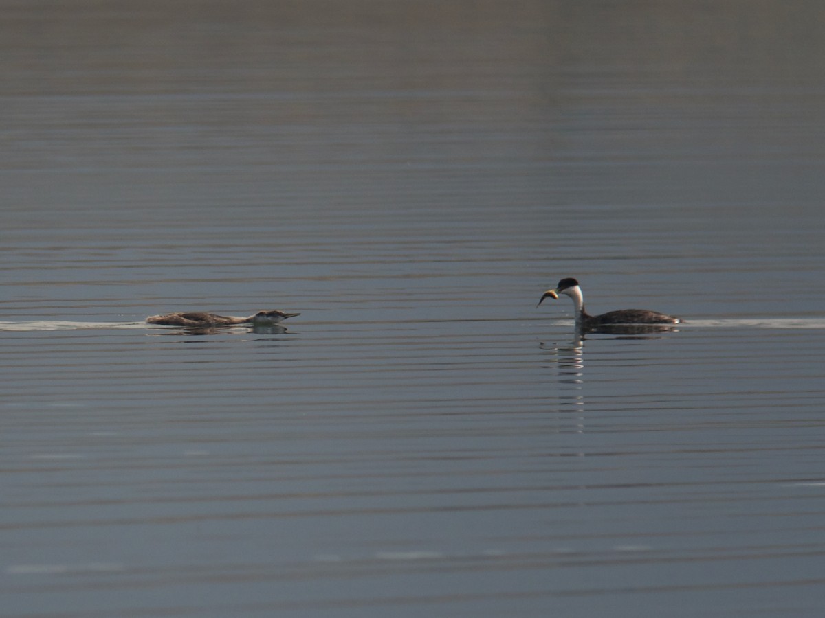 Western Grebe - Christopher Eliot