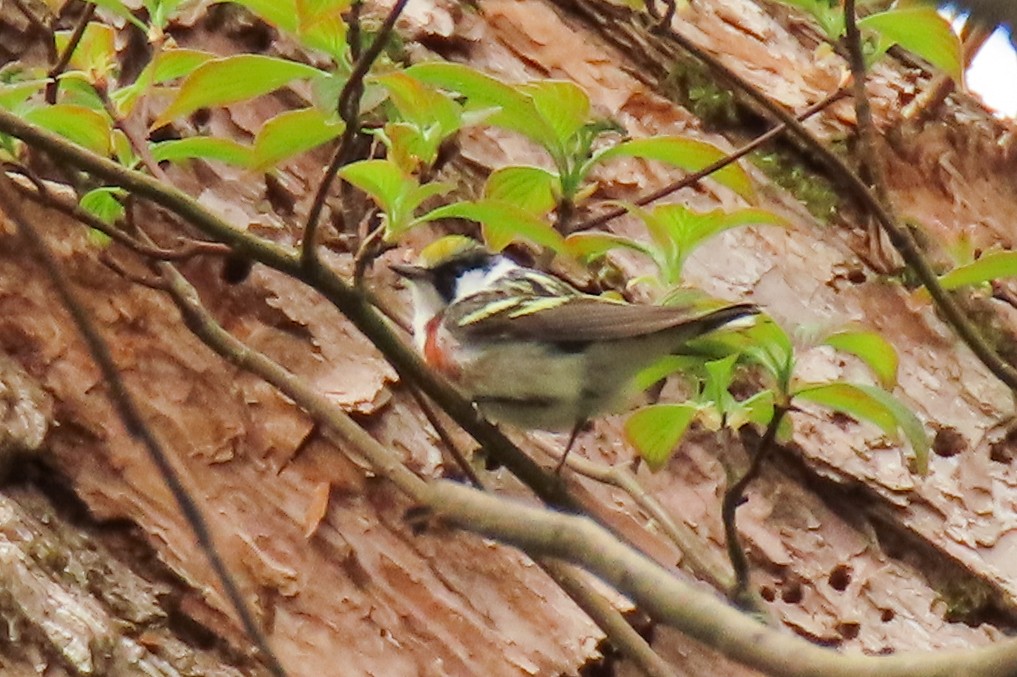 Chestnut-sided Warbler - ML619141330